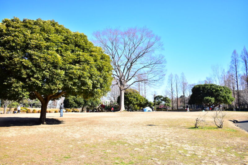 大崎公園の芝生広場
