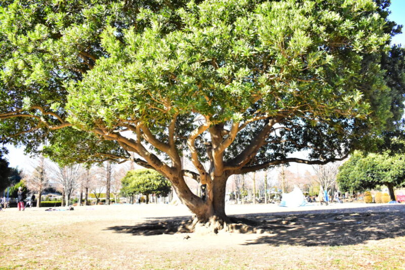 大崎公園の芝生広場