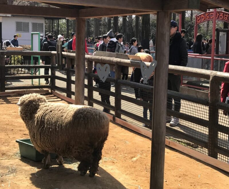 大崎公園の子ども動物園
