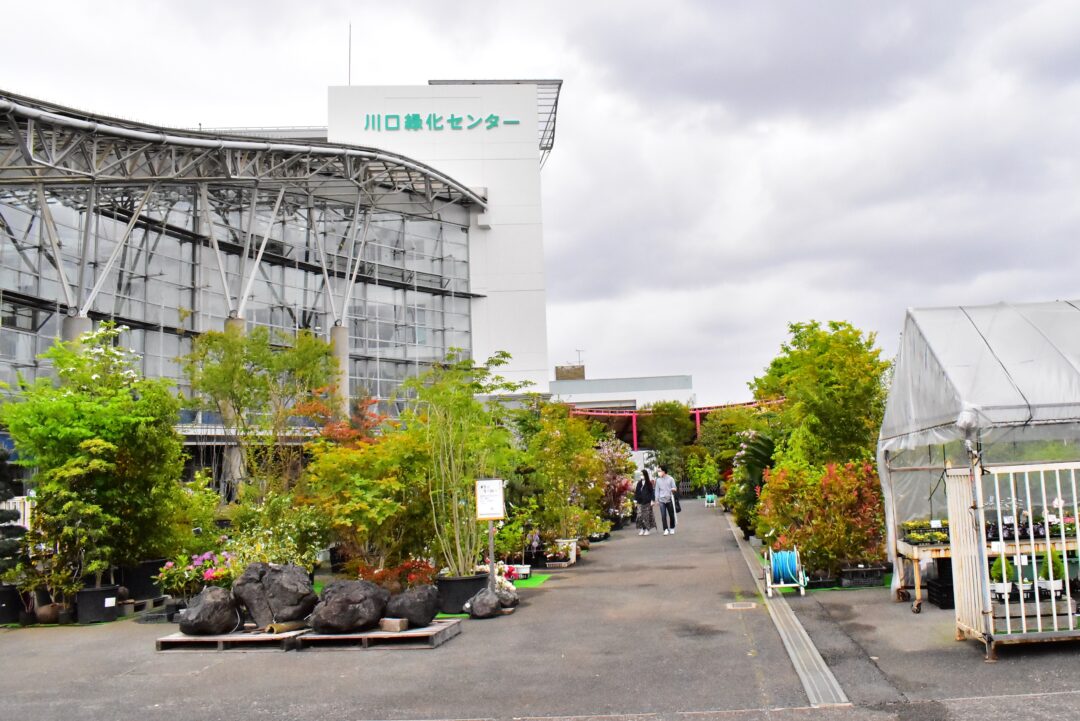 川口市安行は植木の里 こだわりたい植物が絶対見つかる直売価格のお店3選 さいファミ さいたま市ファミリーのためのwebメディア