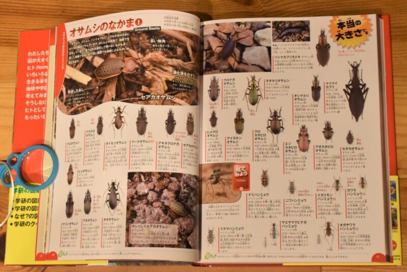 学研の昆虫図鑑