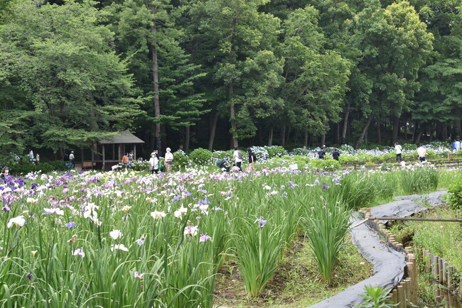 上尾丸山公園水生植物園