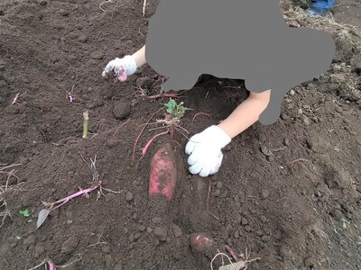 小川農園（さいたま市・与野）芋掘り体験できる！住宅街の中でさつまいもをたくさん掘ってきた