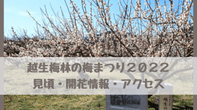 越生梅林の梅まつり22 花の見頃や開花状況 アクセス バスも さいファミ さいたま市ファミリーのためのwebメディア