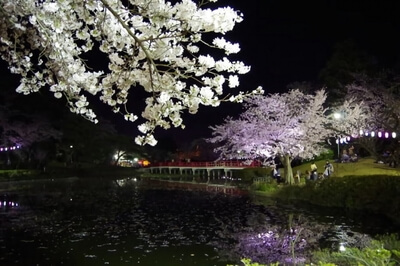 岩槻城址公園の桜のライトアップ