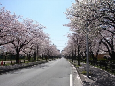 岩槻城址公園周辺の桜
