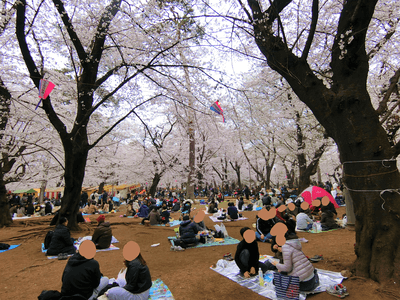 大宮公園の桜の花見