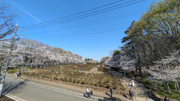 与野公園展望デッキからバラ園の眺め