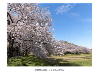 大宮第二公園の桜の様子