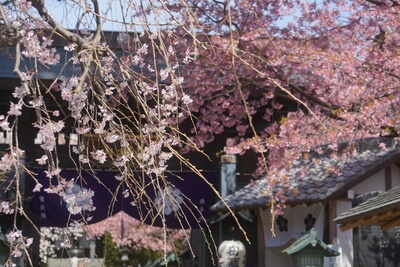 川口・密蔵院の安行桜と枝垂桜