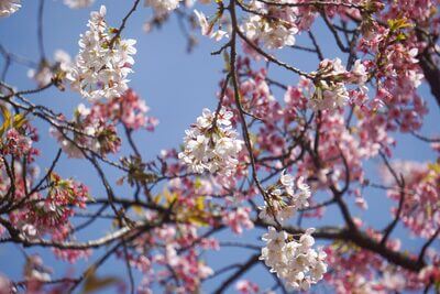 川口・密蔵院の安行桜とソメイヨシノ