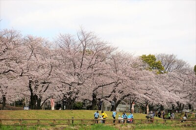 浮間公園の桜並木