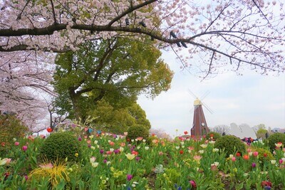 浮間公園の桜とチューリップと風車