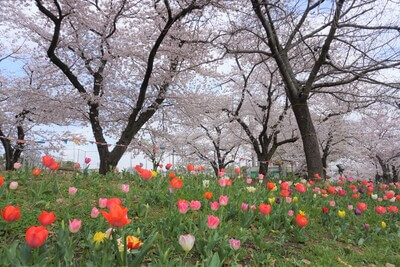 浮間公園の桜とチューリップ