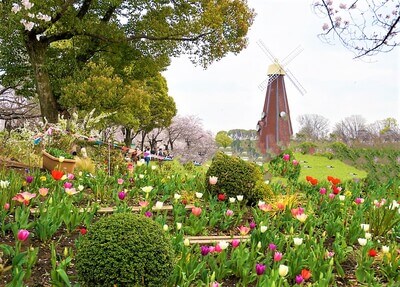 浮間公園のチューリップと桜2022見頃・開花状況・ライトアップ！駐車場・ランチ・コメダ珈琲は？