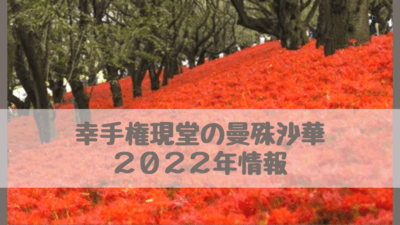 幸手権現堂の彼岸花22開花状況 見頃は 3年ぶり曼珠沙華まつり開催 さいファミ さいたま市ファミリーのためのwebメディア