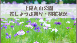上尾丸山公園花しょうぶ祭り2023！菖蒲の開花状況・見頃は？紫陽花とのコラボも