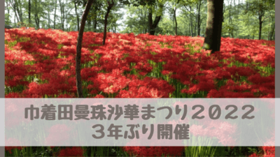 巾着田彼岸花22の開花状況 見頃は 3年ぶり曼珠沙華まつり 埼玉県の名所 さいファミ さいたま市ファミリーのためのwebメディア