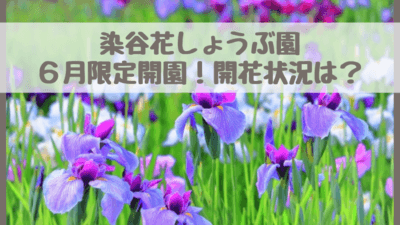 染谷花しょうぶ園22紫陽花とのコラボも 6月限定開園 開花状況 入園料は さいファミ さいたま市ファミリーのためのwebメディア