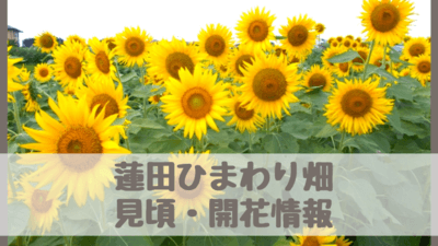 蓮田ひまわり畑22見頃や開花情報は 一面のひまわり さいファミ さいたま市ファミリーのためのwebメディア