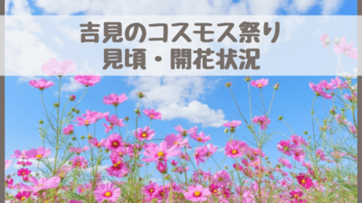吉見町(埼玉県)のコスモス祭り2022見頃・開花状況は？⇒もうコスモス畑はありません