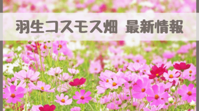 羽生コスモス畑22の見頃 開花状況は もうコスモス畑はありません さいファミ さいたま市ファミリーのためのwebメディア