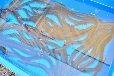 さいたま市浦和うなぎまつり2022年のうなぎ