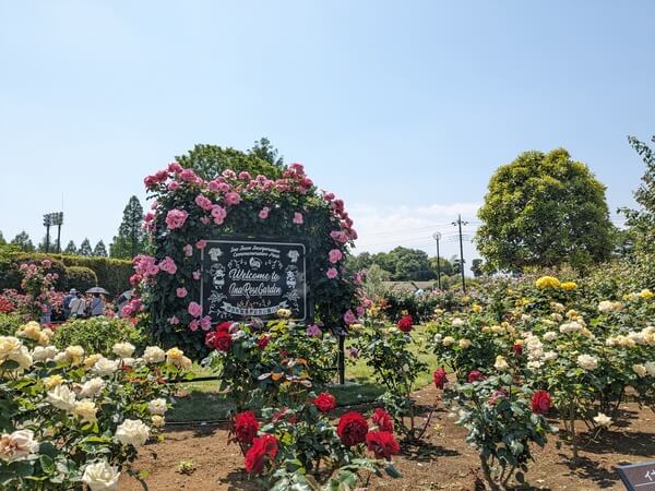 伊奈町制施行記念公園のバラ園