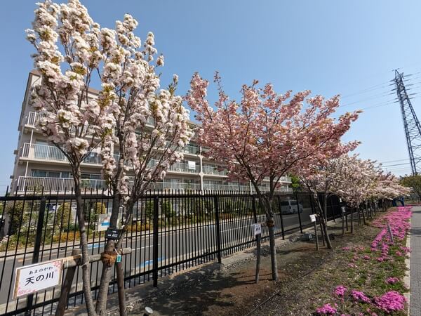 桜のさんぽ道造幣局さいたま支局